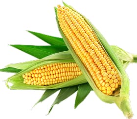 Corn